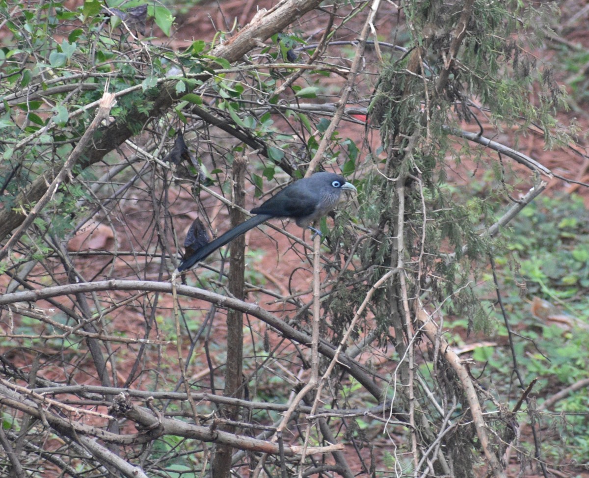 Blue-faced Malkoha - Aritra Bhattacharya