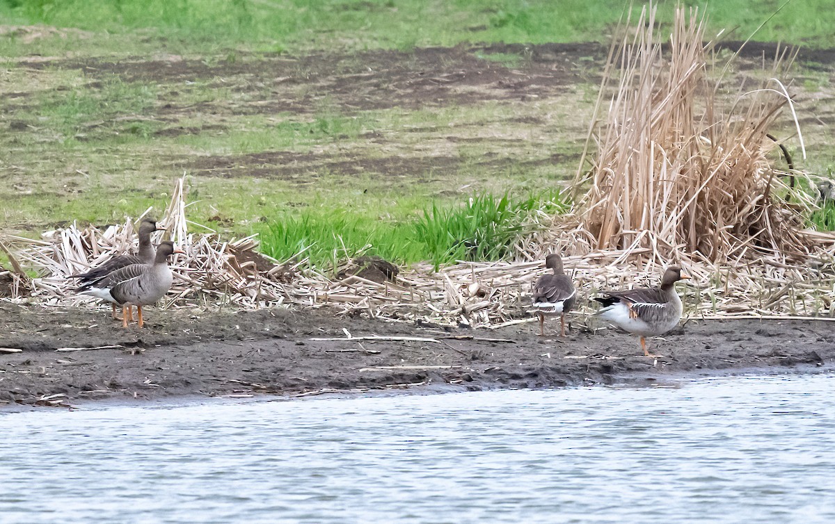 Greater White-fronted Goose - ML617701442