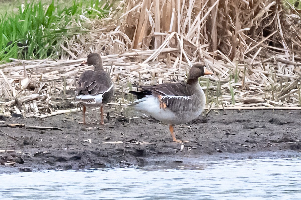 Greater White-fronted Goose - ML617701443
