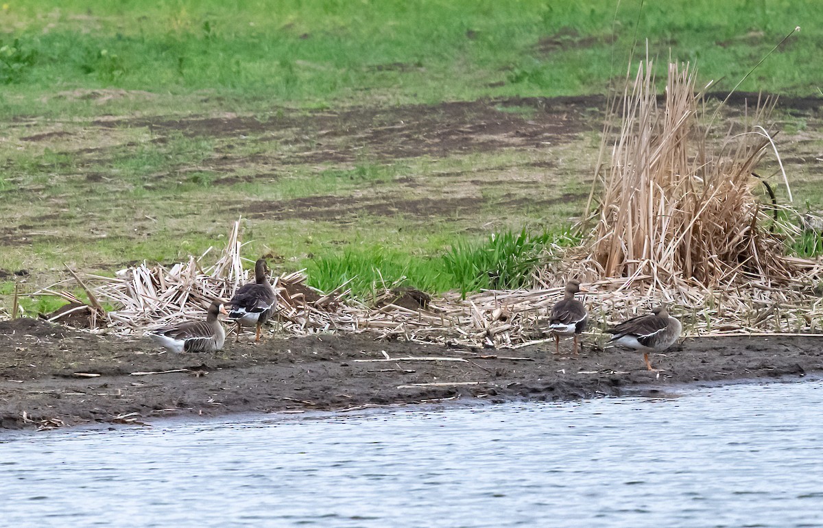 Greater White-fronted Goose - ML617701445