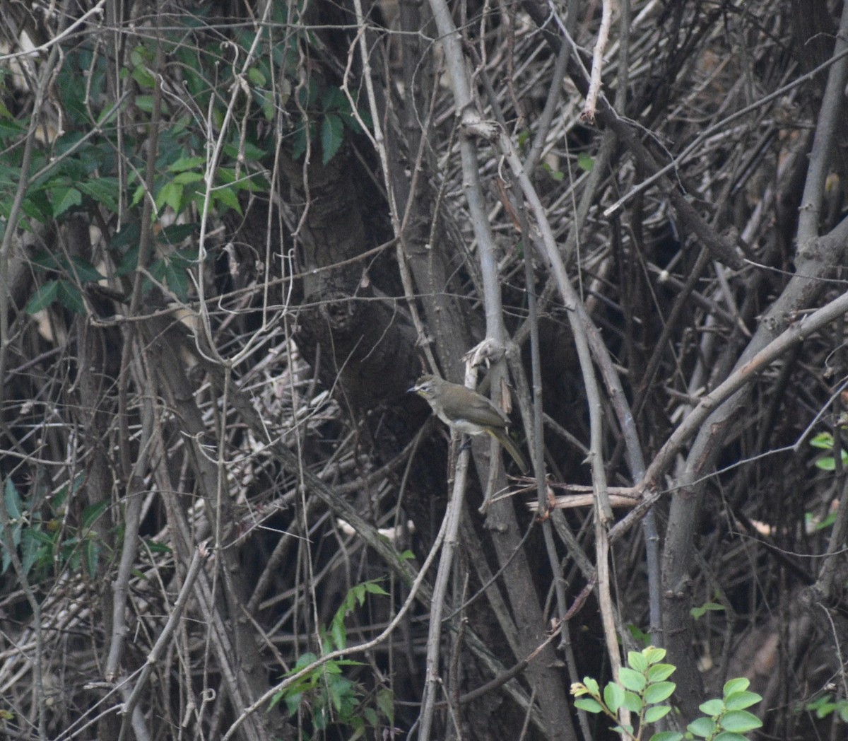 White-browed Bulbul - Aritra Bhattacharya