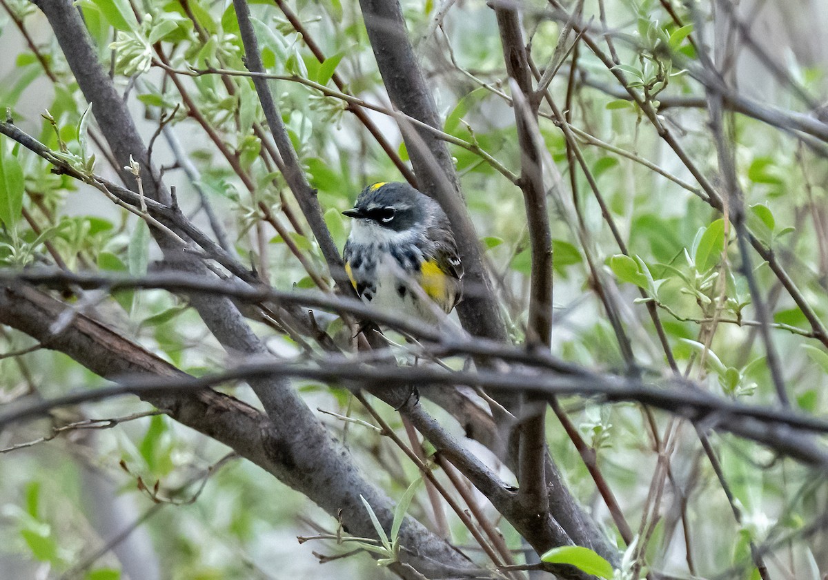 Yellow-rumped Warbler (Myrtle) - ML617701453