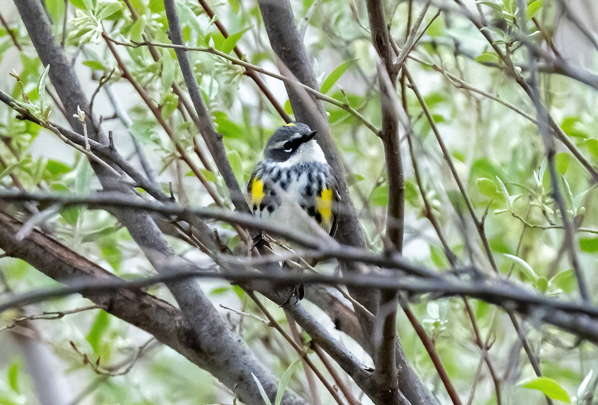 Yellow-rumped Warbler (Myrtle) - ML617701454