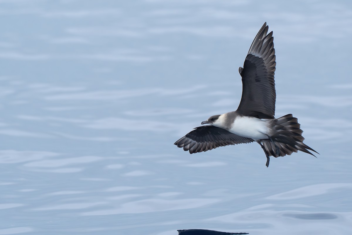 Parasitic Jaeger - Li-Kai Yen