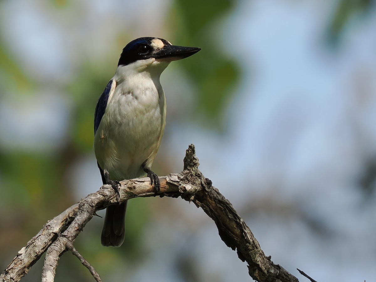 Forest Kingfisher - Len and Chris Ezzy