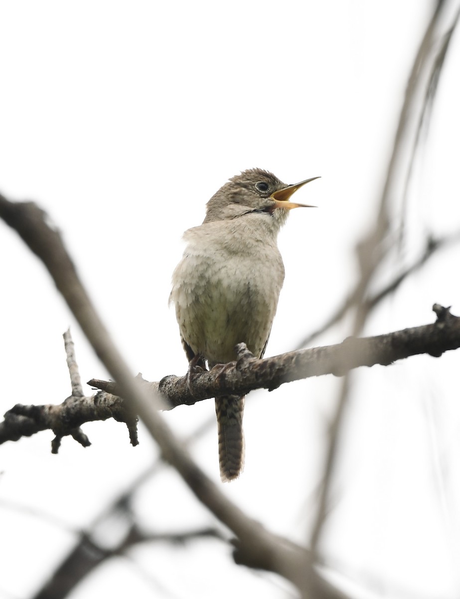 House Wren - ML617701533