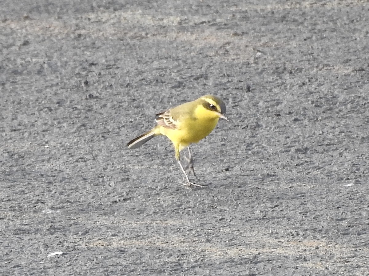 Eastern Yellow Wagtail (Eastern) - ML617701552