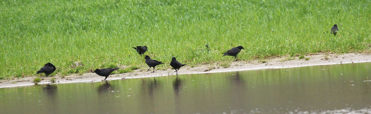 American Crow - Theresa Gessing