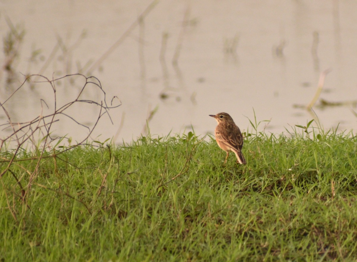 Paddyfield Pipit - Aritra Bhattacharya