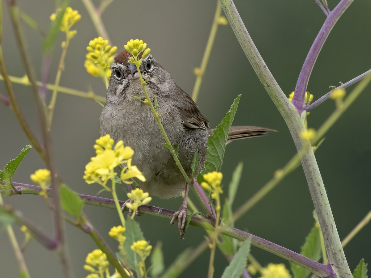 Rufous-crowned Sparrow - Robert Hamilton