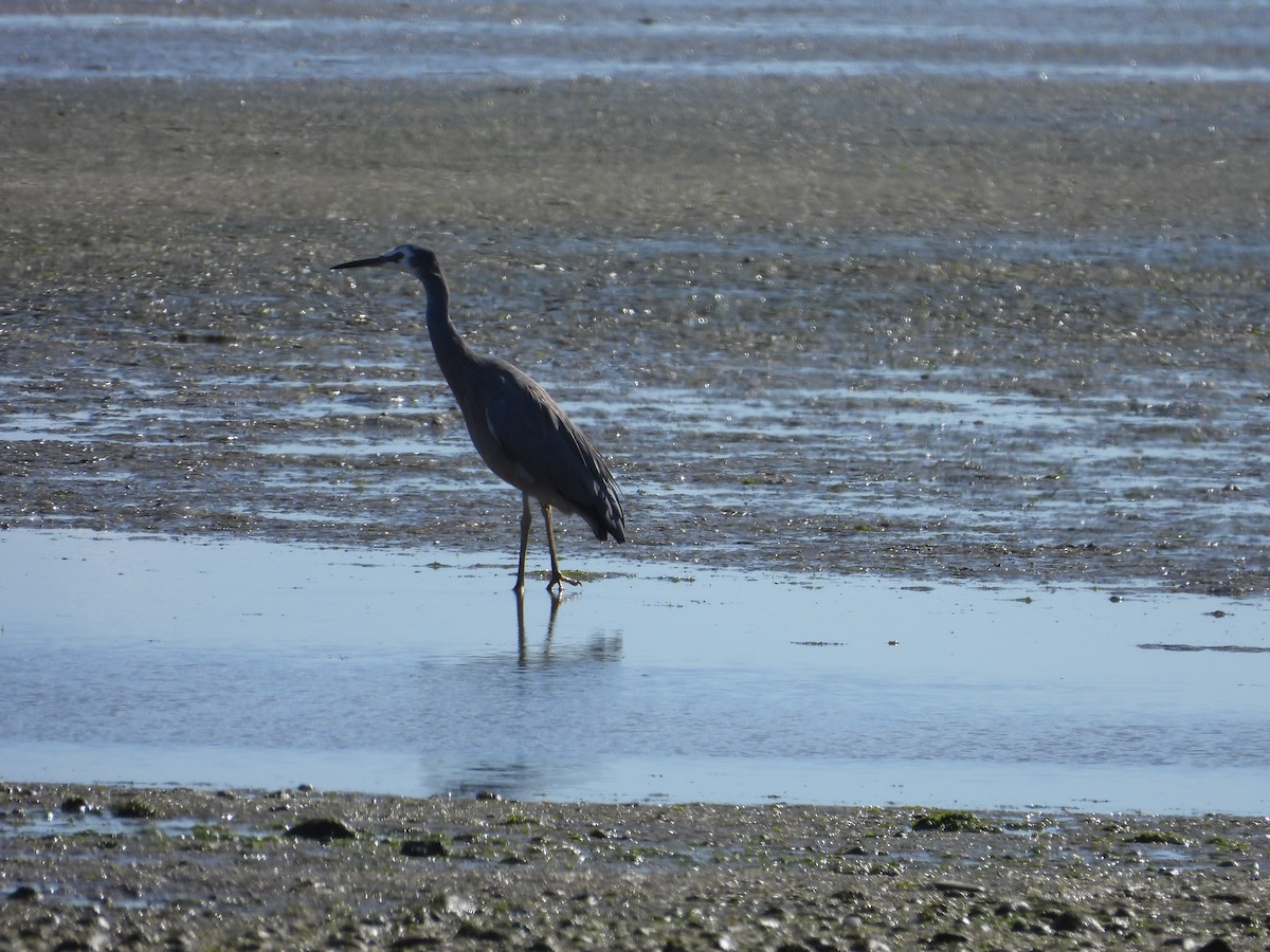 White-faced Heron - L. Burkett