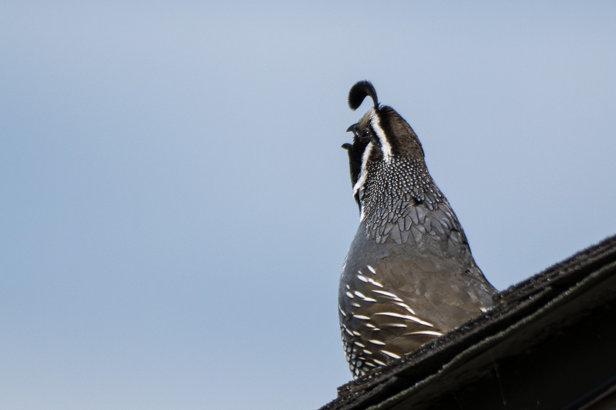 California Quail - Grace Oliver