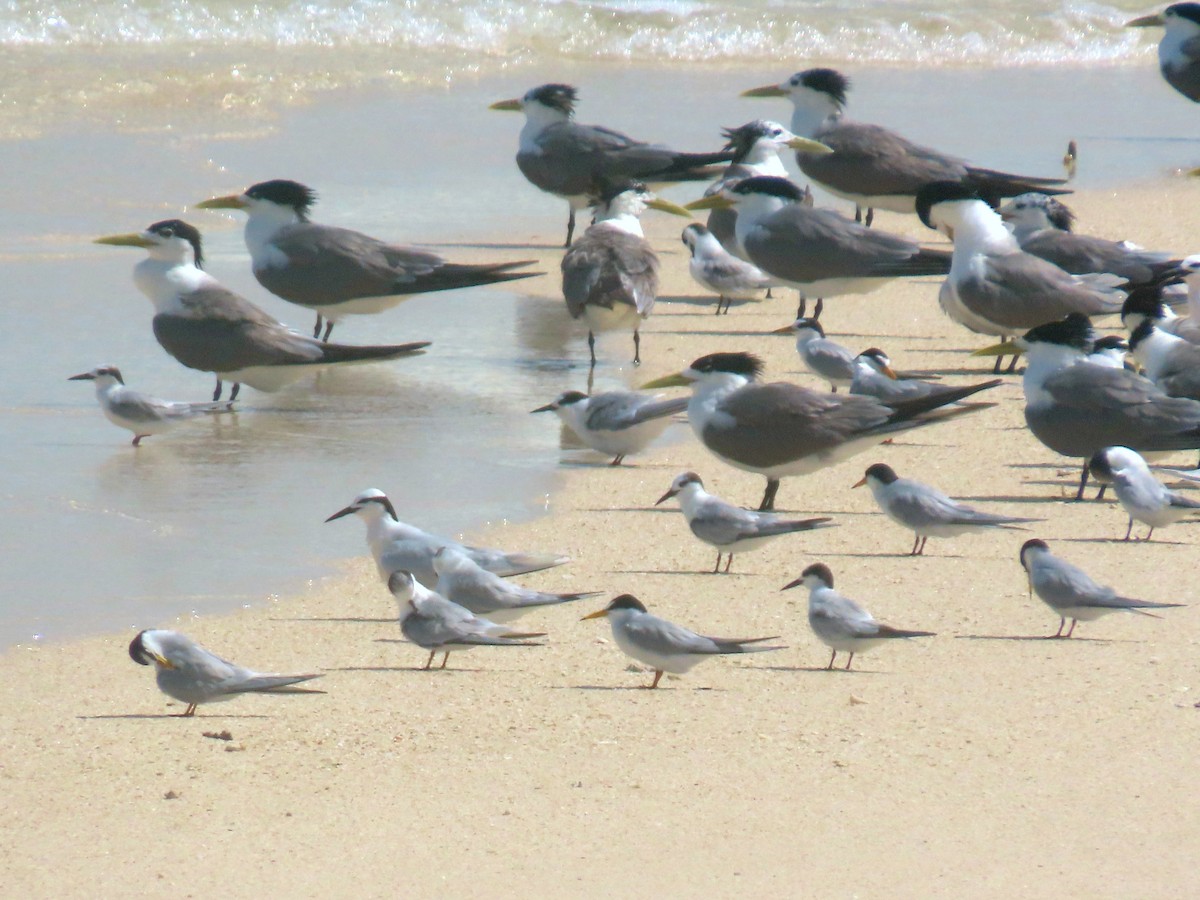 Little Tern - ML617701628