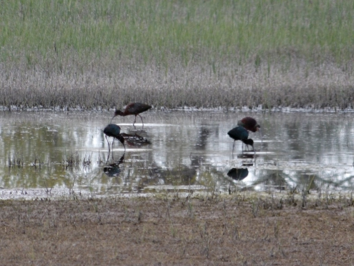 White-faced Ibis - ML617701644