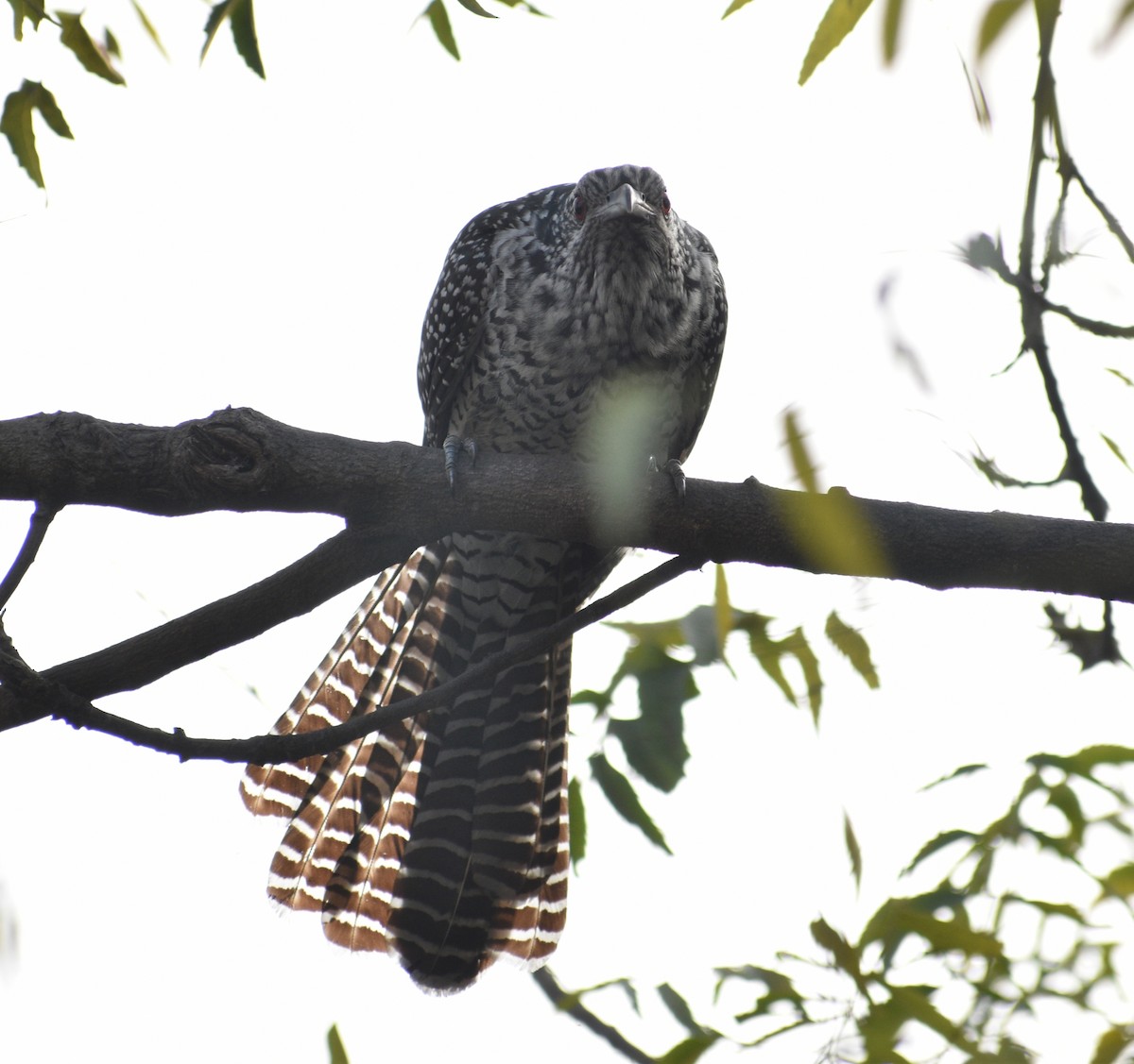 Asian Koel - Aritra Bhattacharya