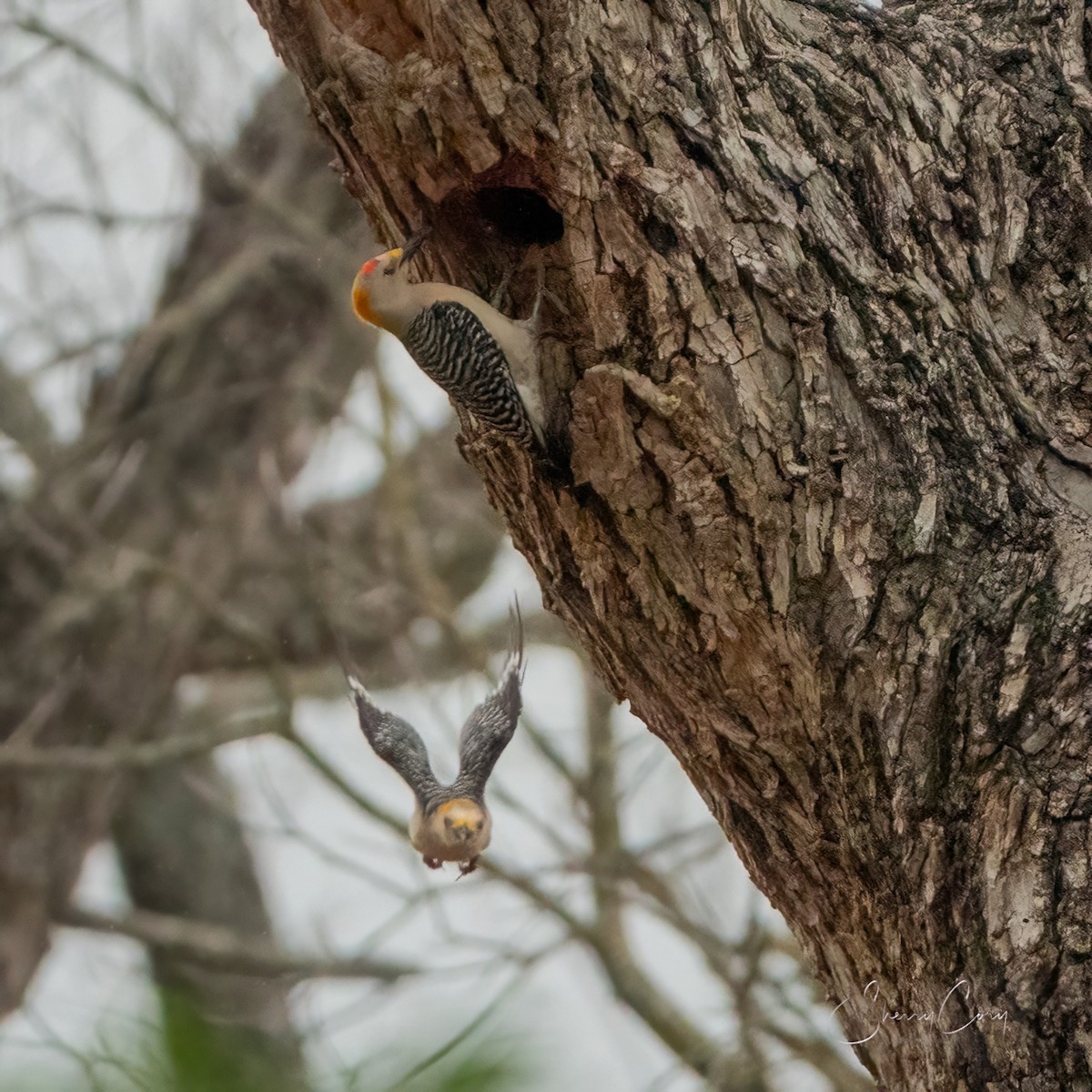 Golden-fronted Woodpecker - Sherry Cory