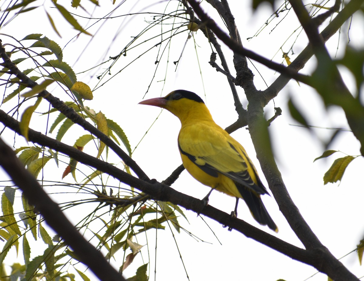 Black-naped Oriole - Aritra Bhattacharya