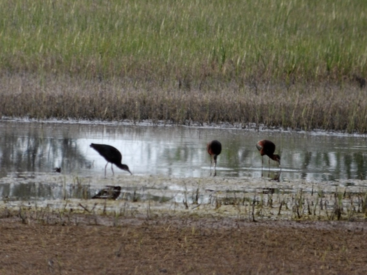 Ibis à face blanche - ML617701652