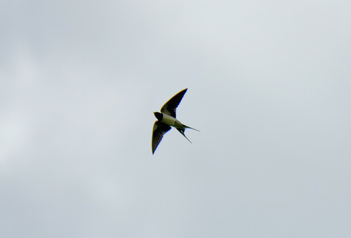 Barn Swallow - ML617701659