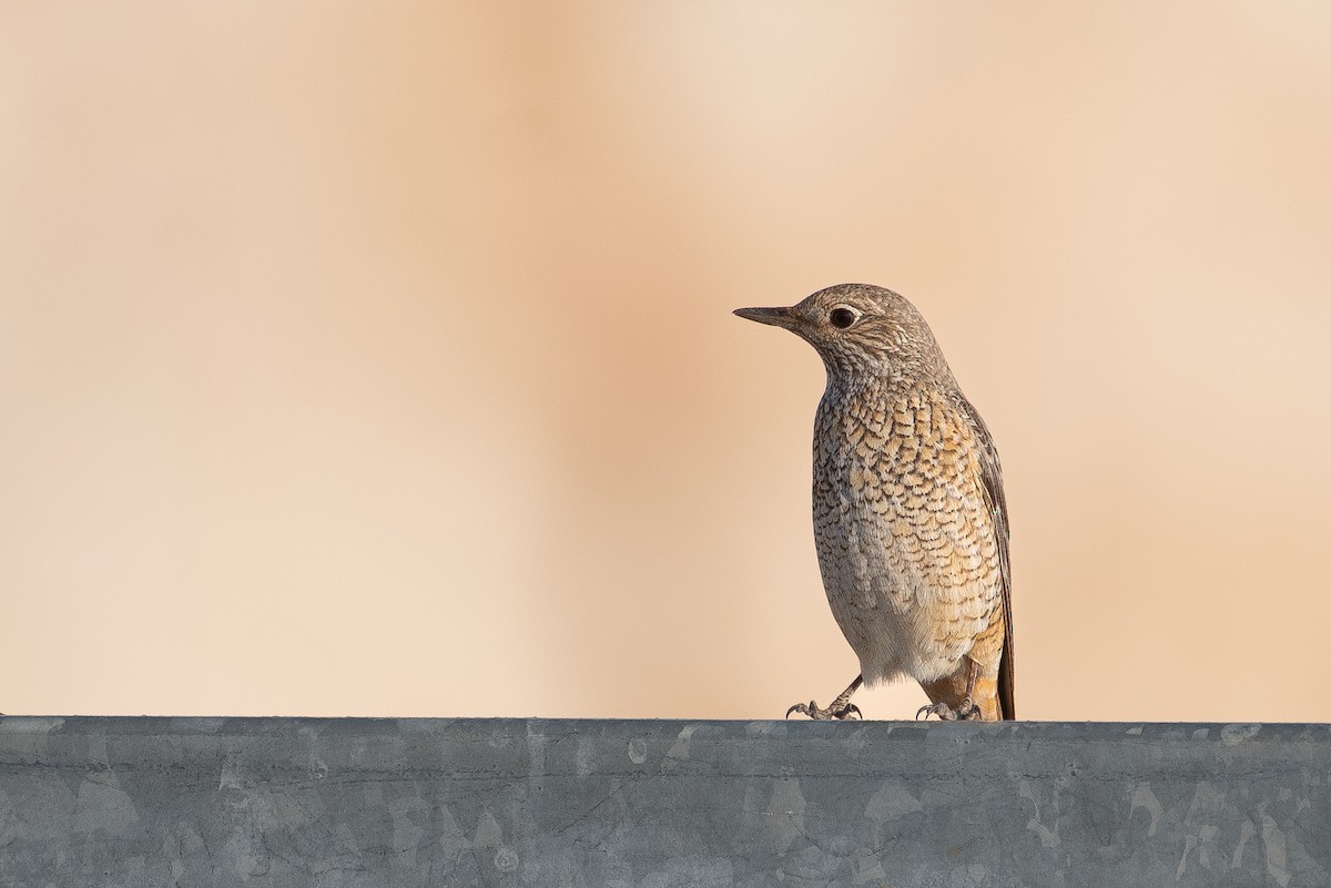 Rufous-tailed Rock-Thrush - ML617701695
