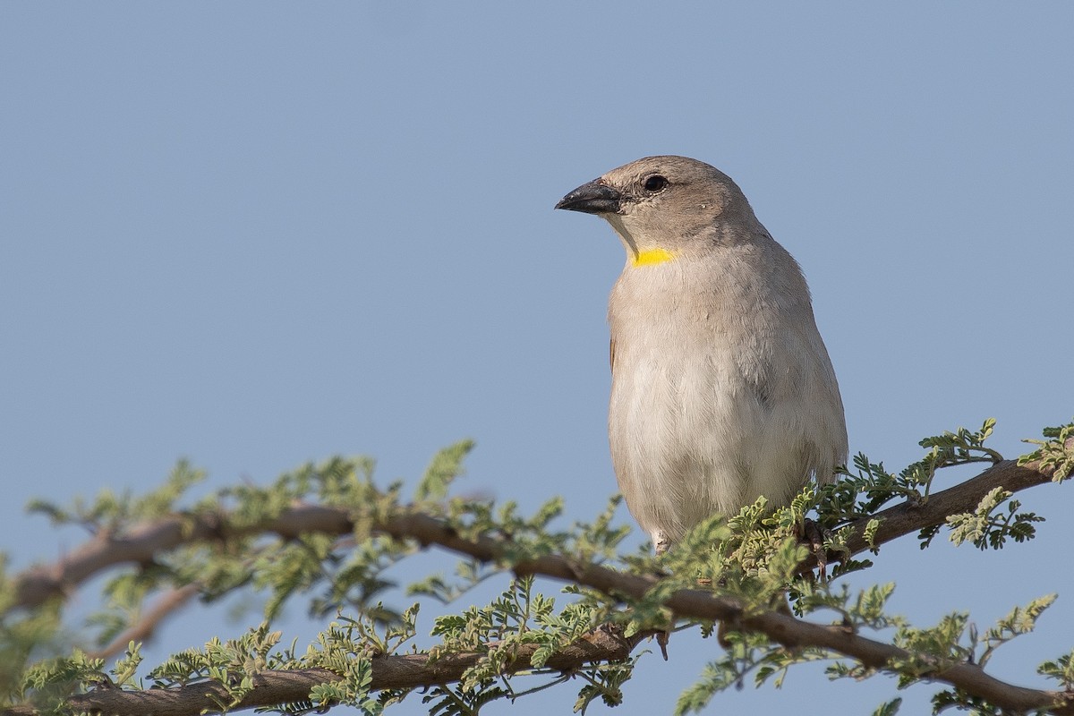 Yellow-throated Sparrow - ML617701705