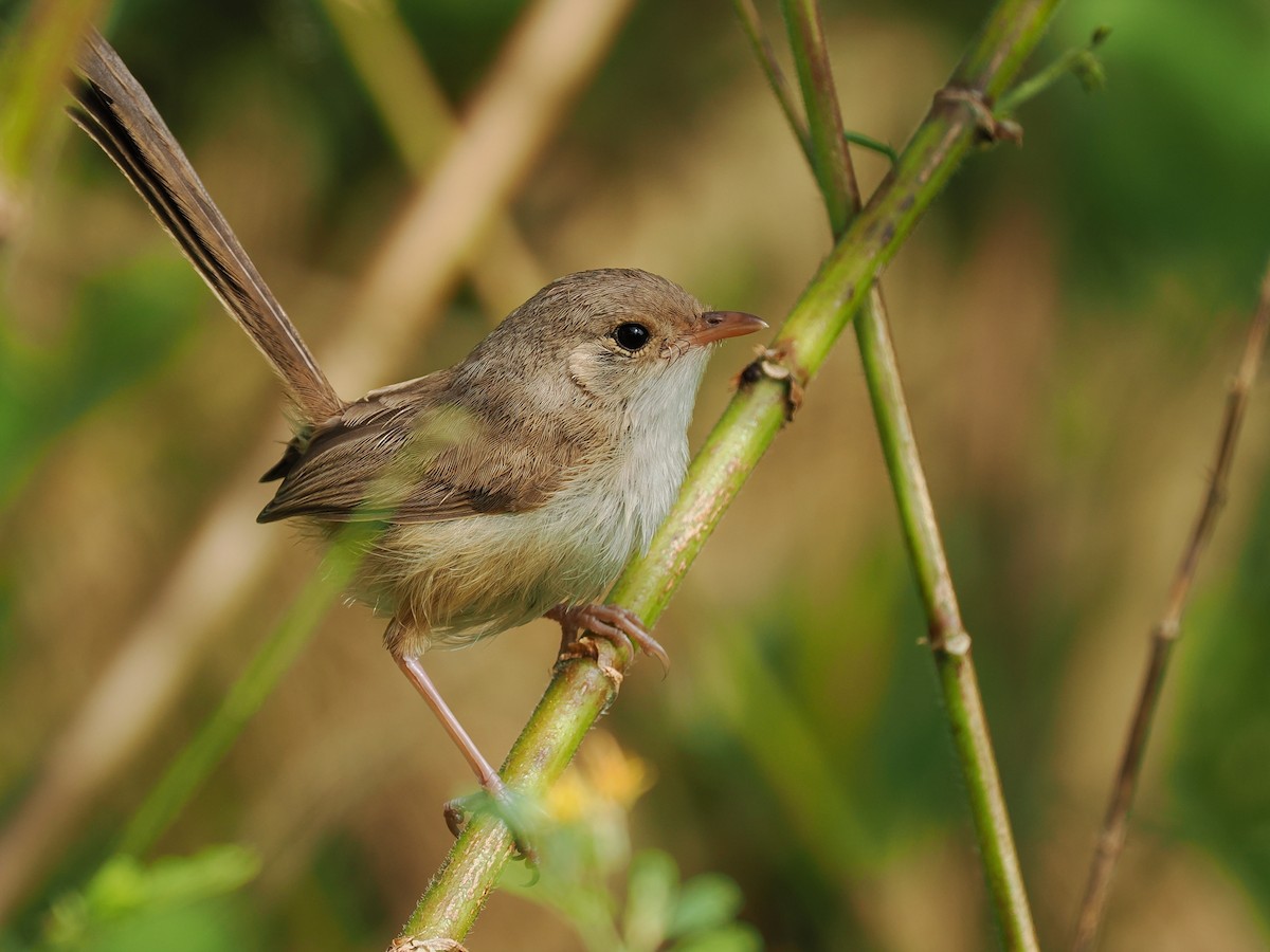 Red-backed Fairywren - Len and Chris Ezzy