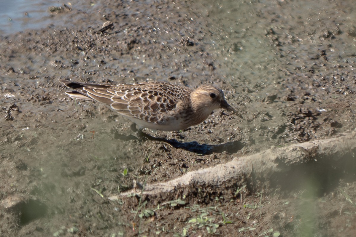 Baird's Sandpiper - Grace Oliver