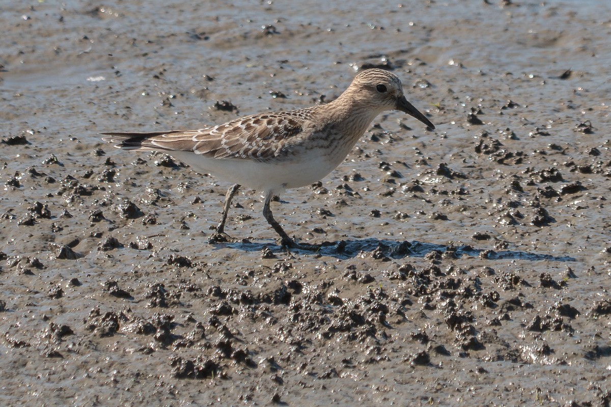 Baird's Sandpiper - Grace Oliver