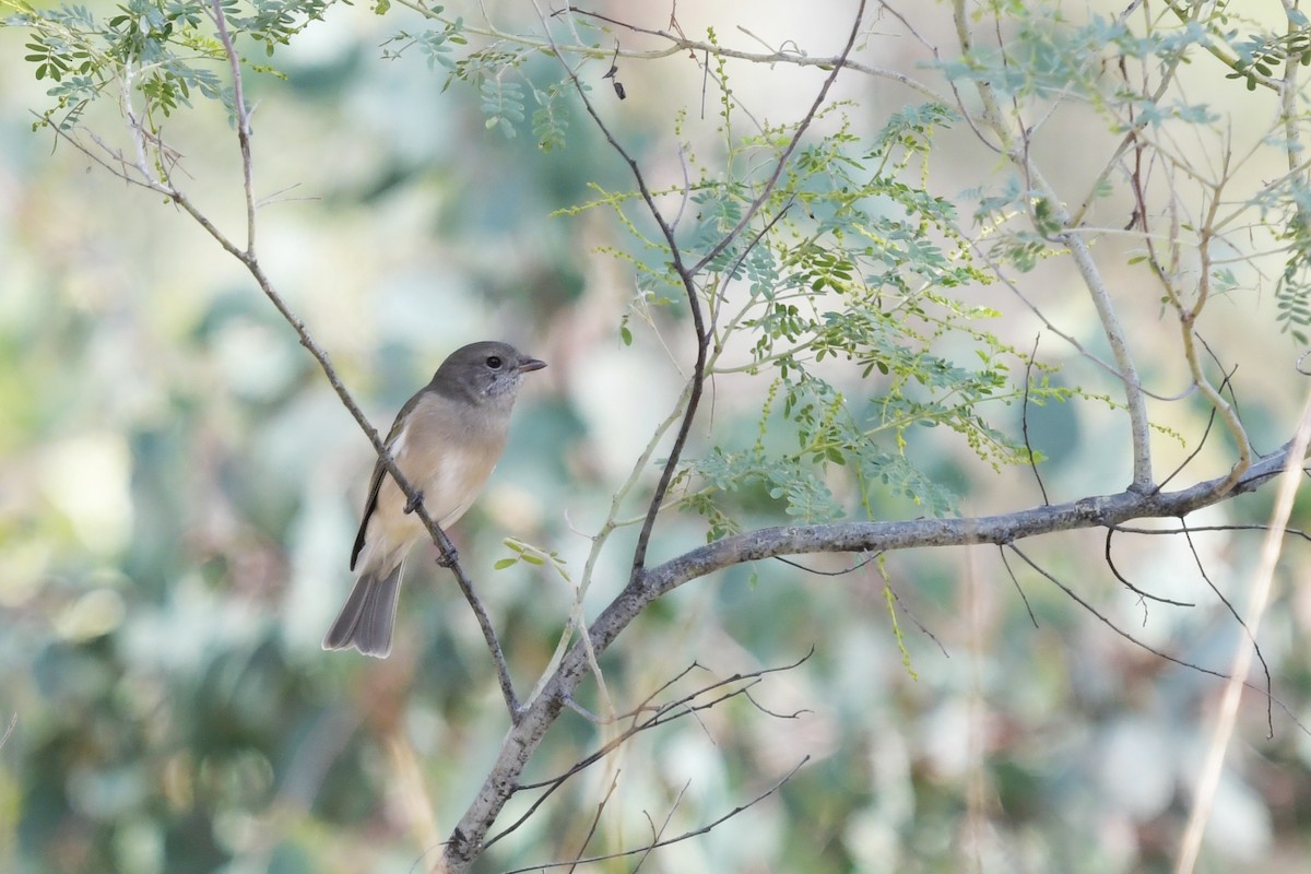 Golden Whistler - ML617701721