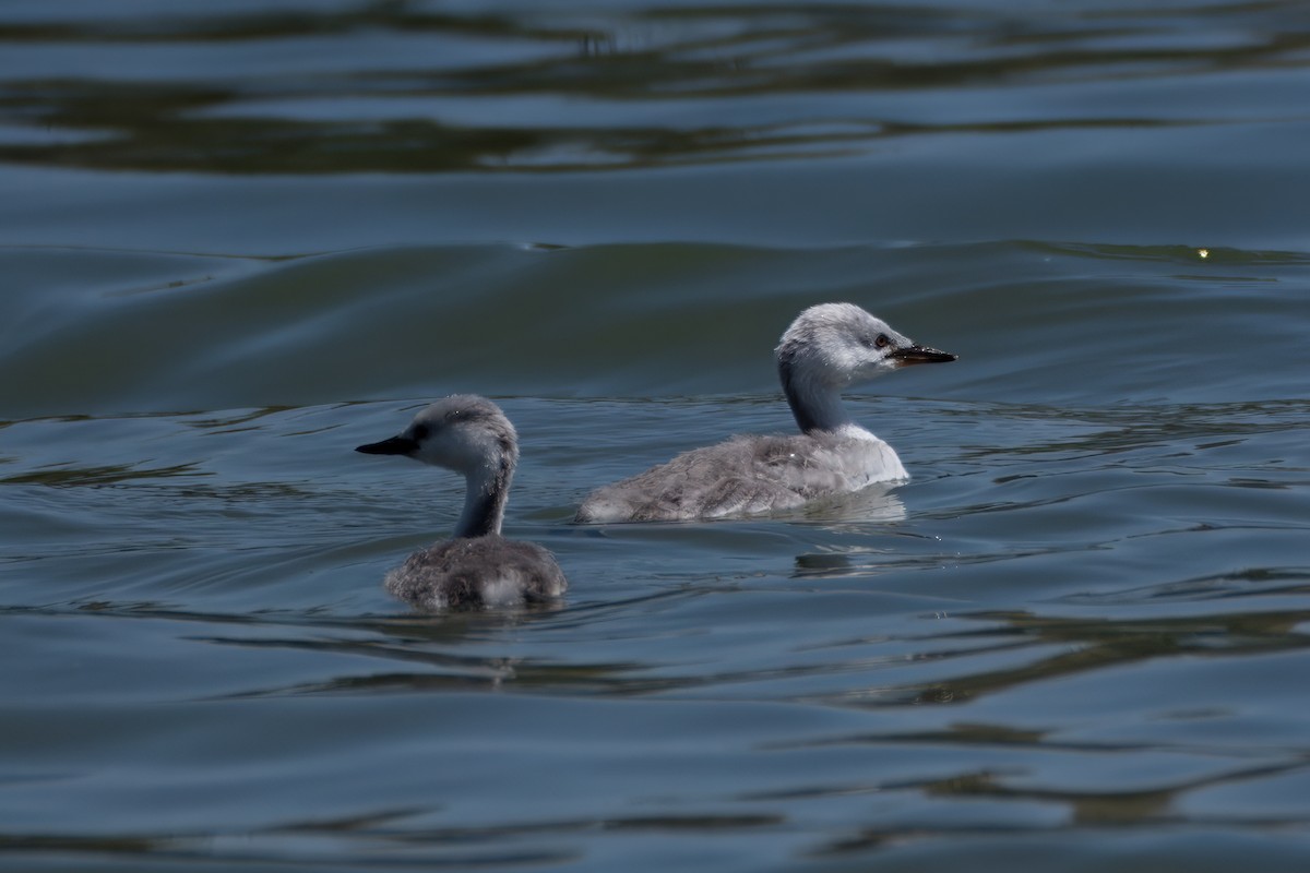 Western/Clark's Grebe - ML617701729