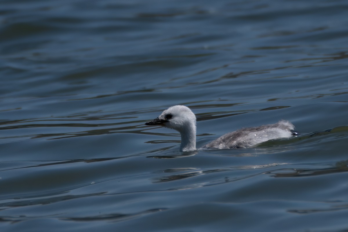 Western/Clark's Grebe - ML617701730