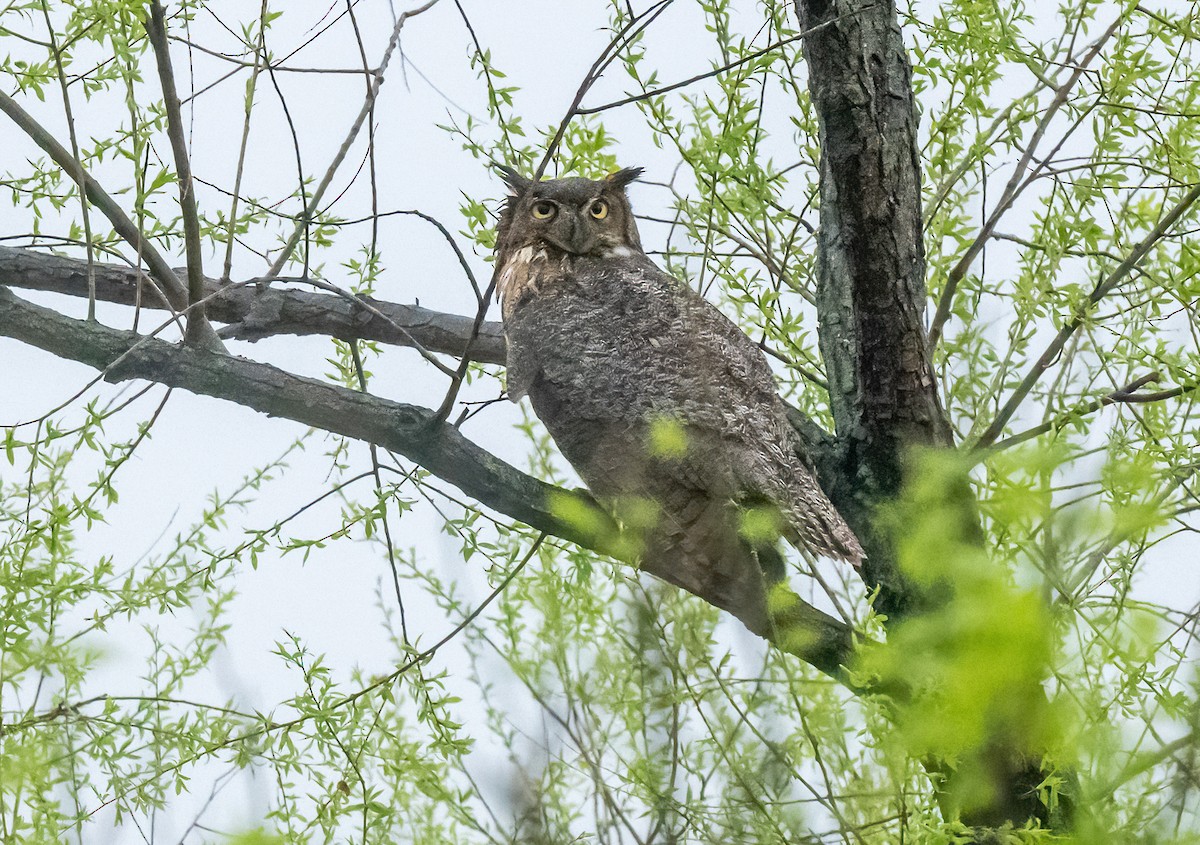 Great Horned Owl - Linda Sullivan