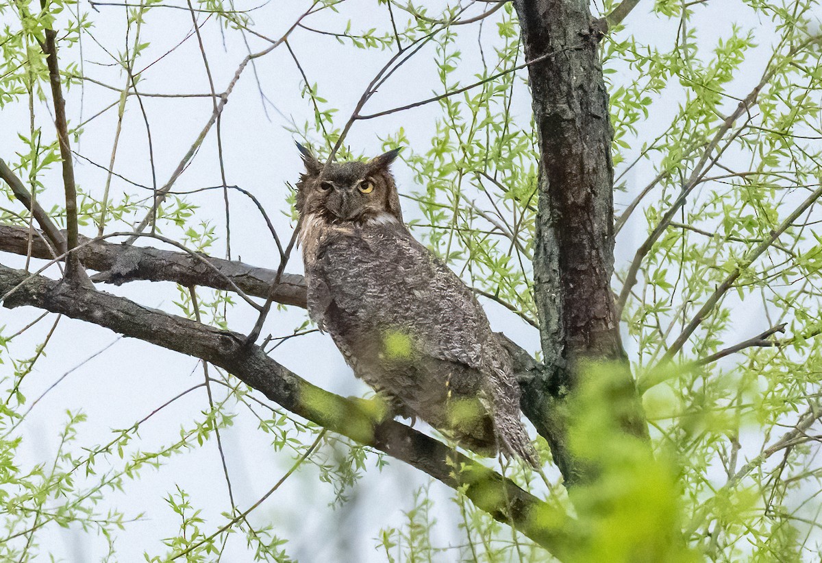 Great Horned Owl - ML617701767