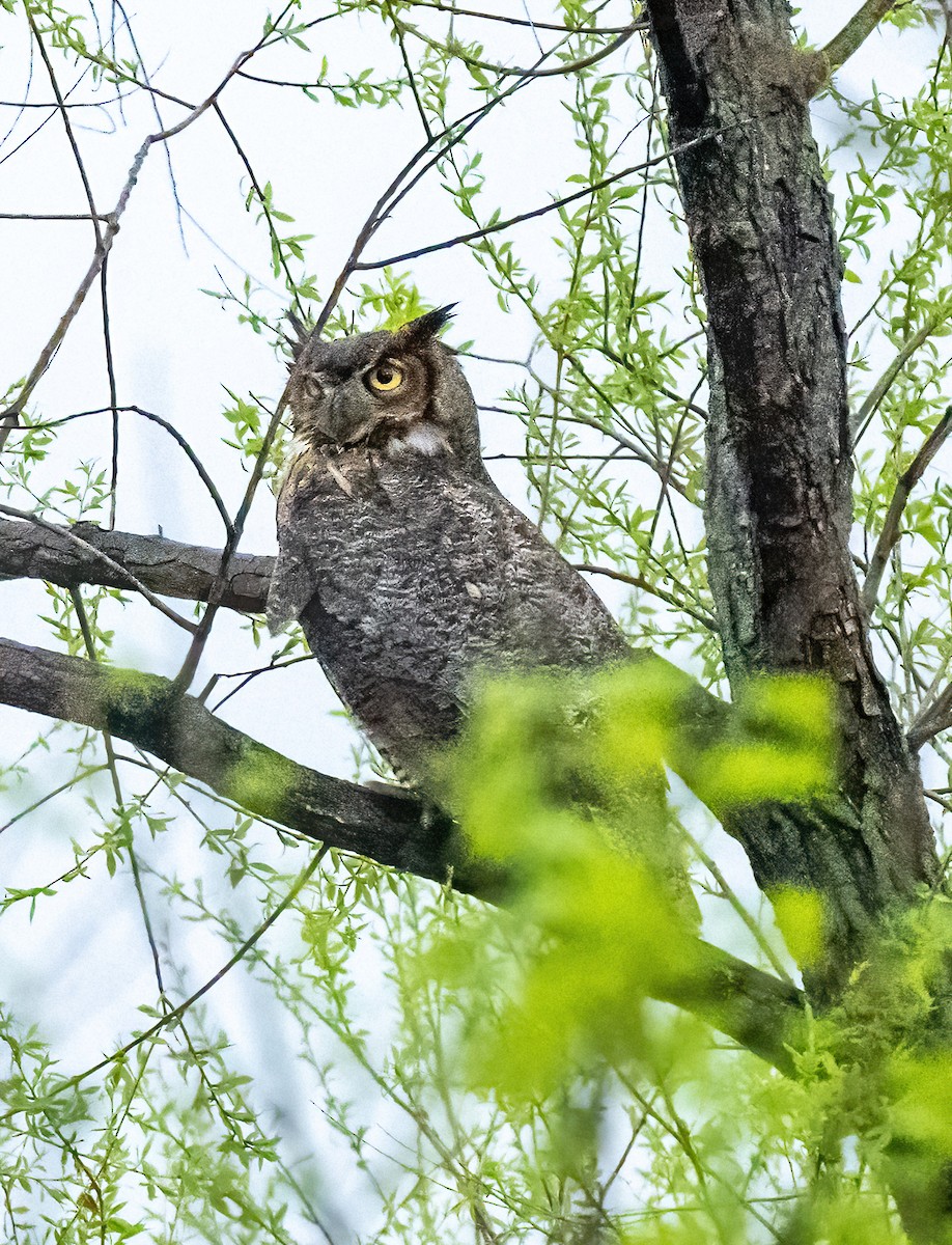 Great Horned Owl - ML617701768
