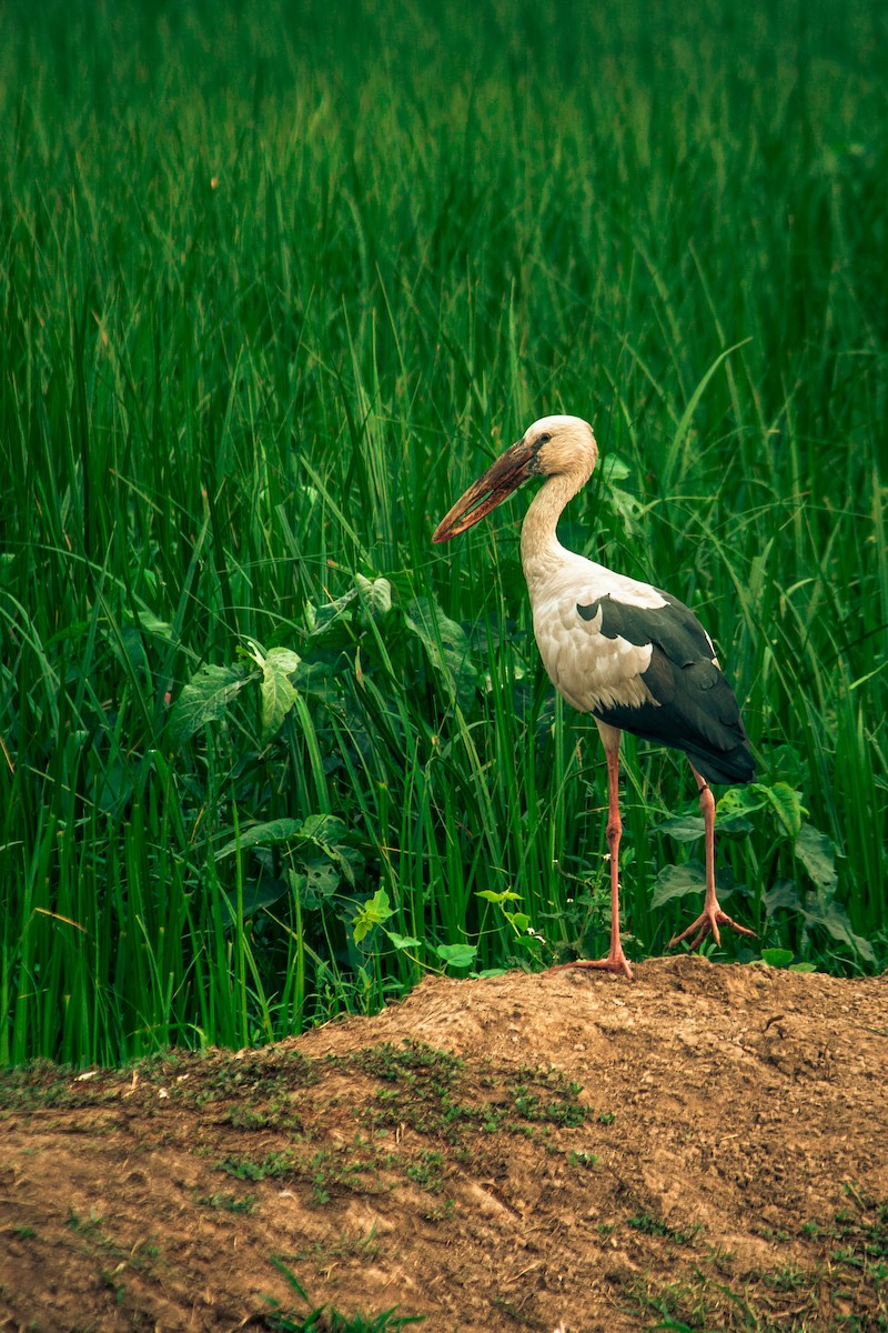 Asian Openbill - ML617701772