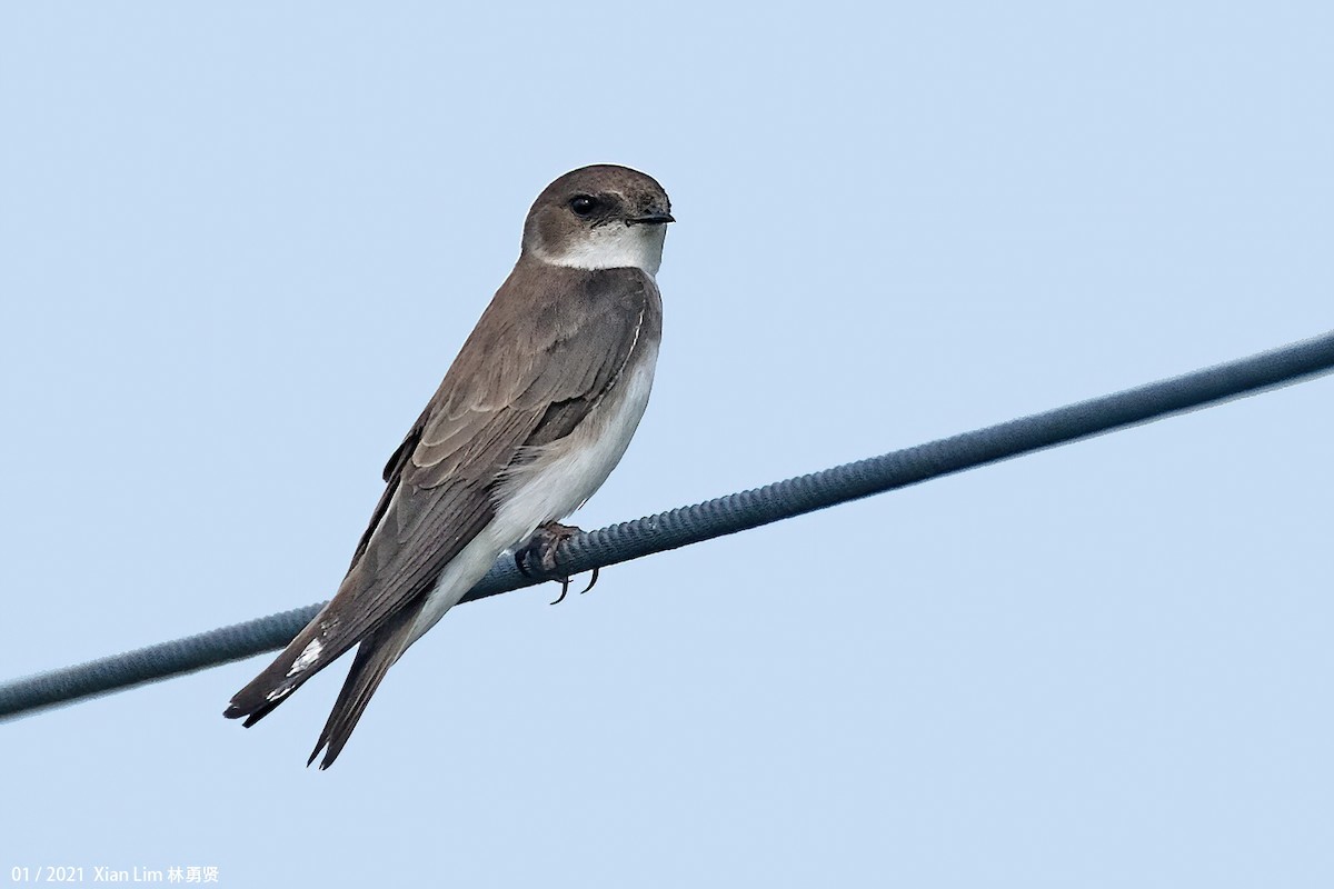 Bank Swallow - ML617701784