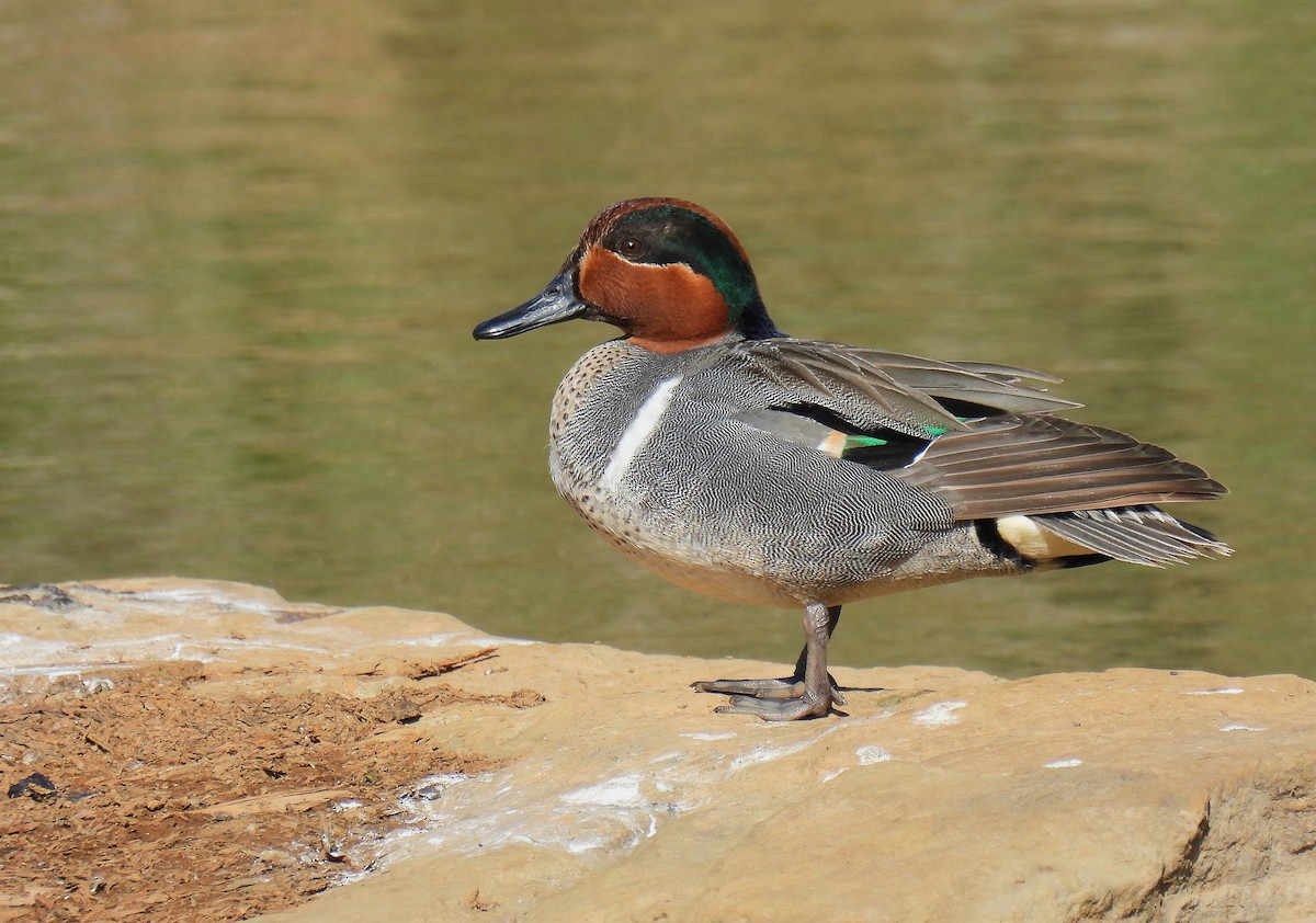 Green-winged Teal - Corvus 𓄿