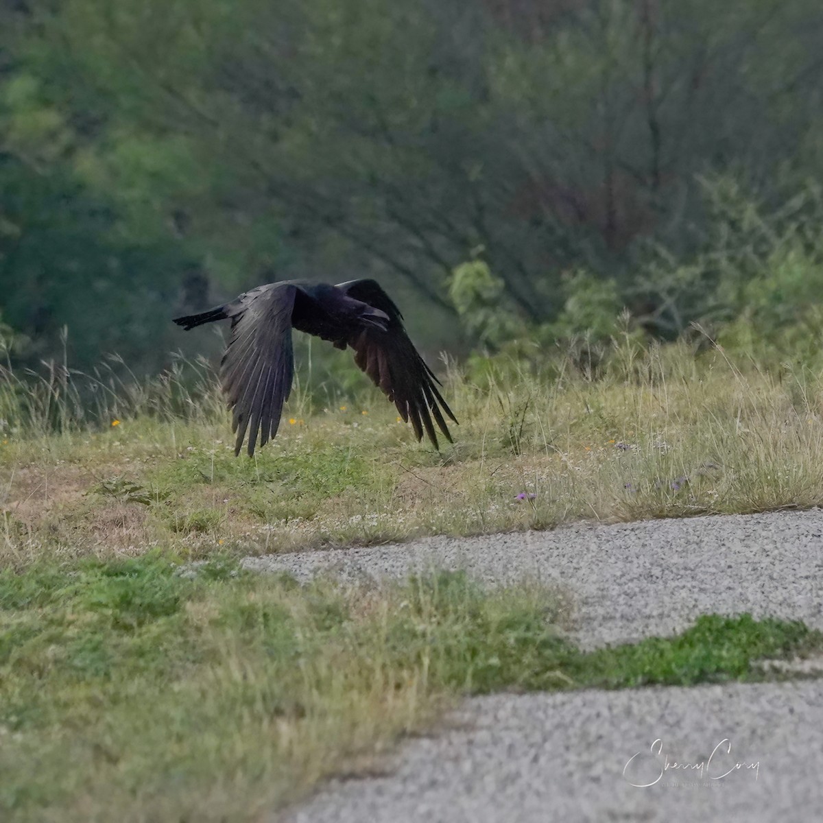 Common Raven - Sherry Cory