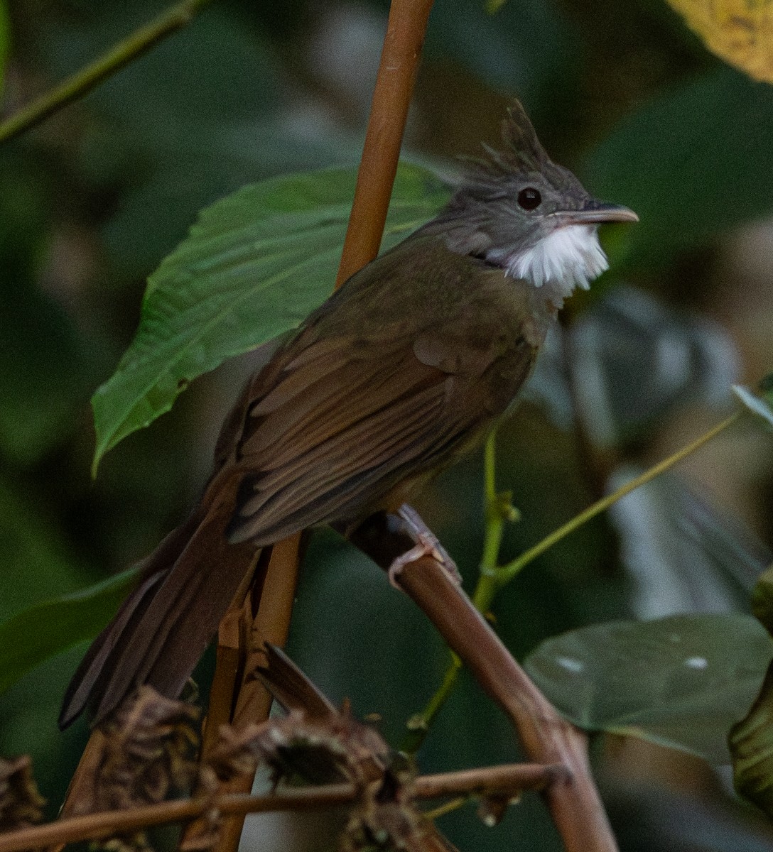 Bulbul Ventricastaño - ML617701814