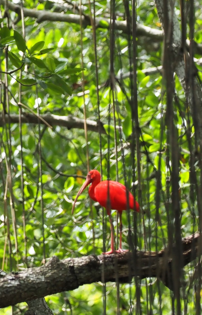 Scarlet Ibis - Rosario Douglas