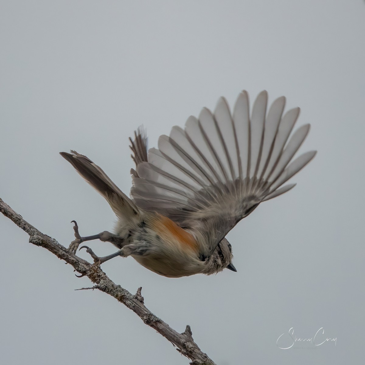 Black-crested Titmouse - Sherry Cory