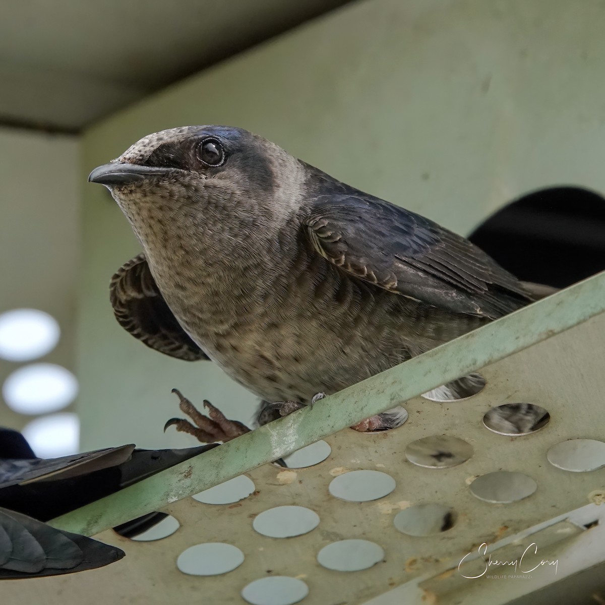 Purple Martin - Sherry Cory