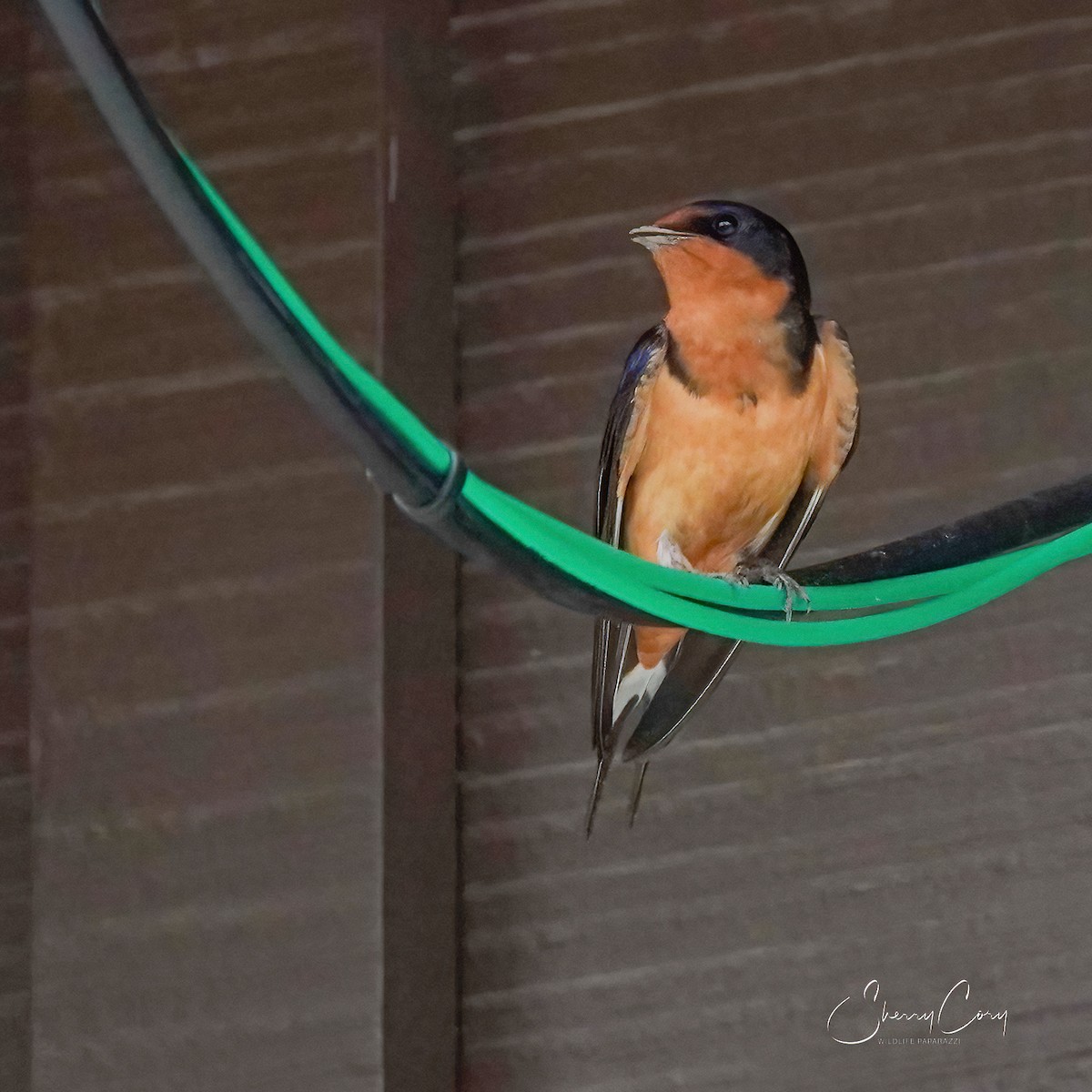 Barn Swallow - Sherry Cory