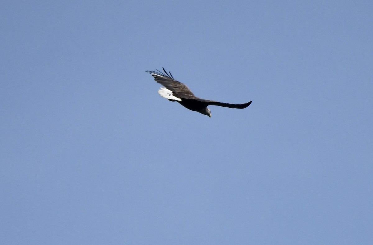 White-tailed Eagle - ML617701830