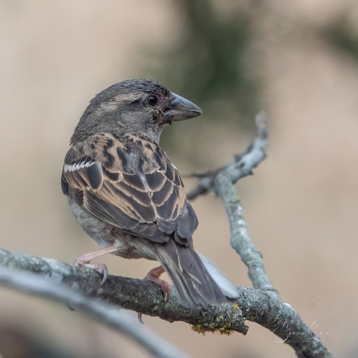 House Sparrow - Sherry Cory