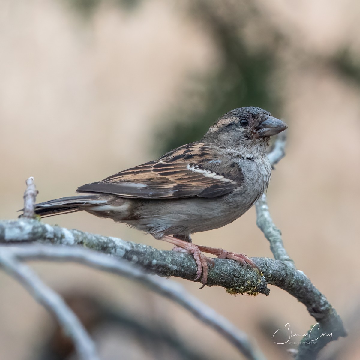 House Sparrow - Sherry Cory