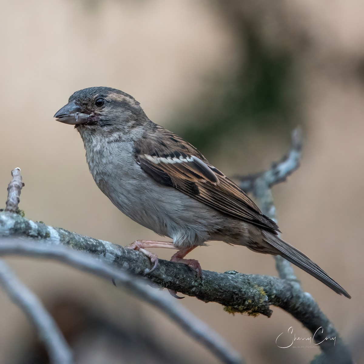 House Sparrow - Sherry Cory