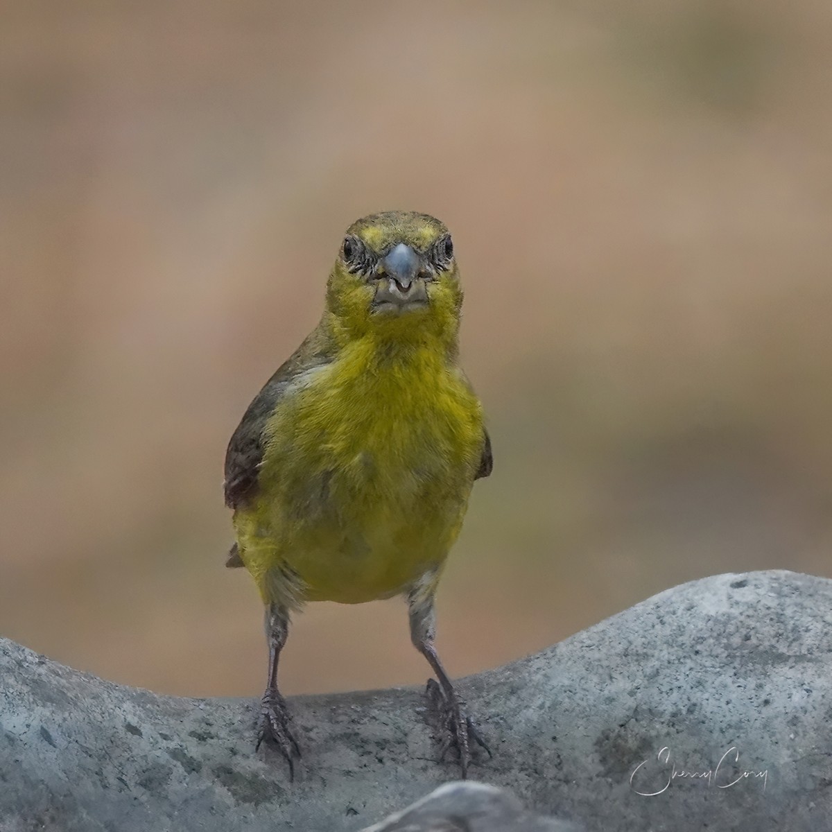 Lesser Goldfinch - ML617701858