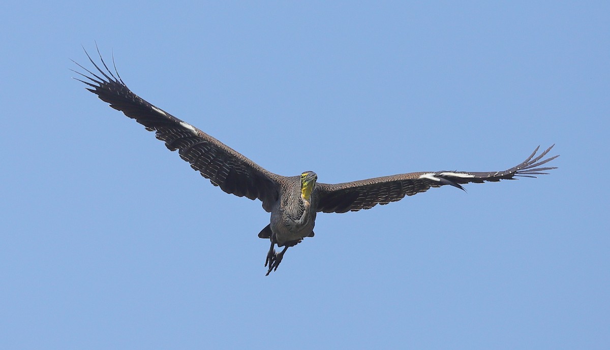 Bare-throated Tiger-Heron - Carles Juan-Sallés