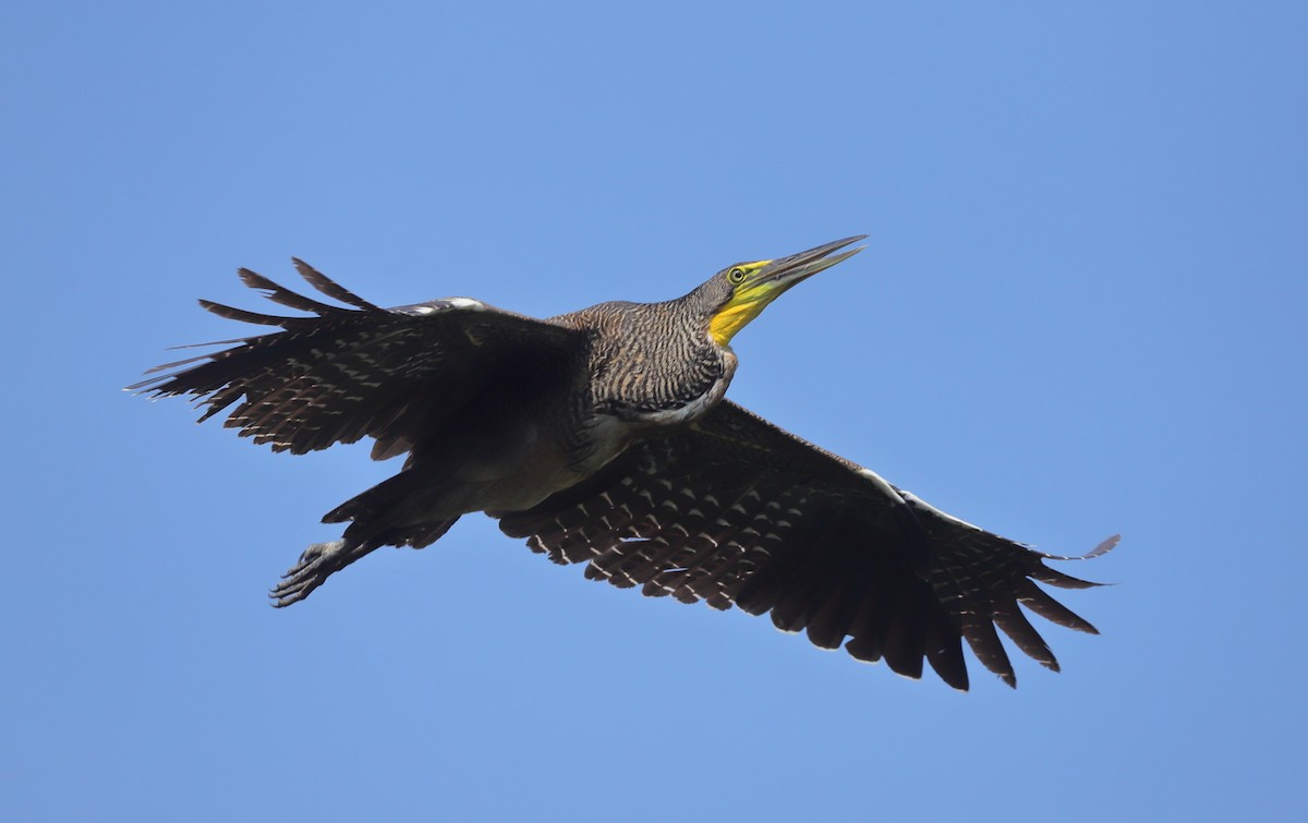 Bare-throated Tiger-Heron - Carles Juan-Sallés